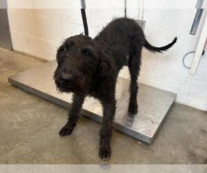 Airedale Terrier-Unknown Mix Dogs for adoption in Corona, CA, USA