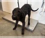 Small Airedale Terrier Mix