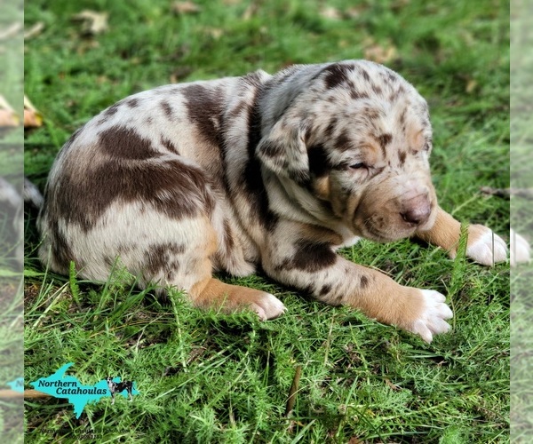 Medium Photo #1 Catahoula Leopard Dog Puppy For Sale in MORAN, MI, USA