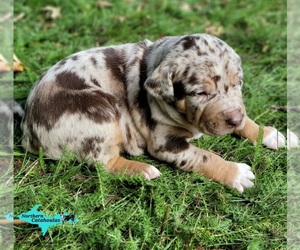 Catahoula Leopard Dog Puppy for sale in MORAN, MI, USA