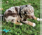 Image preview for Ad Listing. Nickname: Penny
