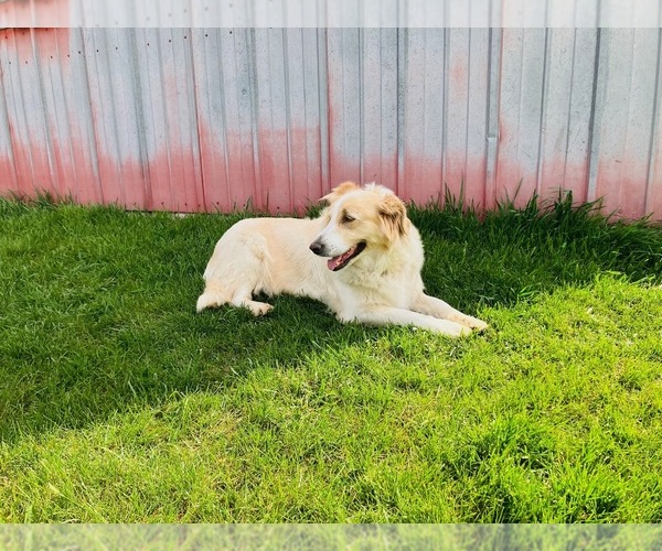 Medium Photo #1 Australian Cattle Dog-English Shepherd Mix Puppy For Sale in RANDOLPH, WI, USA