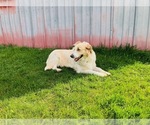 Small Photo #1 Australian Cattle Dog-English Shepherd Mix Puppy For Sale in RANDOLPH, WI, USA