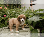 Small Photo #6 Bernese Mountain Dog-Caucasian Shepherd Dog Mix Puppy For Sale in STEVENS, PA, USA