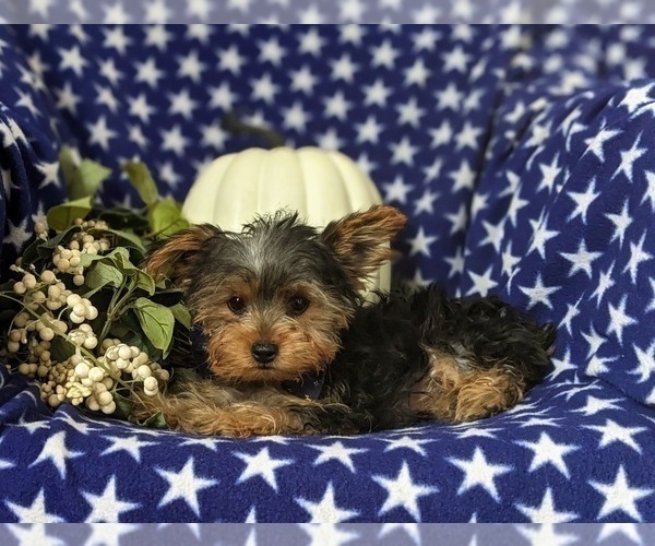 Medium Photo #6 Yorkshire Terrier Puppy For Sale in OXFORD, PA, USA