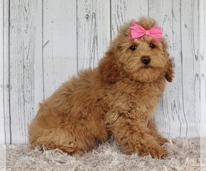 Cock-A-Poo Puppy for sale in FREDERICKSBURG, OH, USA