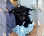 Small #1 Mutt