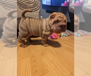 Medium Chinese Shar-Pei