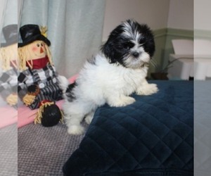 Shih Tzu Puppy for sale in THAYER, KS, USA