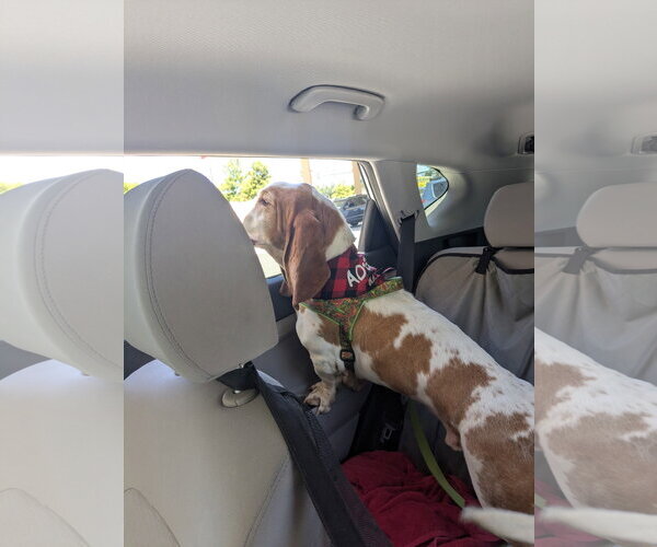 Medium Photo #4 Basset Hound Puppy For Sale in Valrico, FL, USA