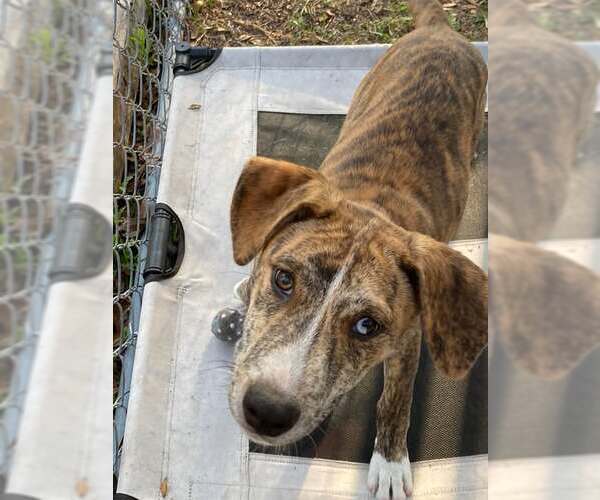 Medium Photo #4 Mountain Cur-Unknown Mix Puppy For Sale in Palatka, FL, USA