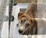 Small #3 Mountain Cur Mix