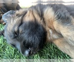 Small #18 German Shepherd Dog