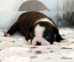 Small Photo #14 Boston Terrier Puppy For Sale in WINNSBORO, TX, USA