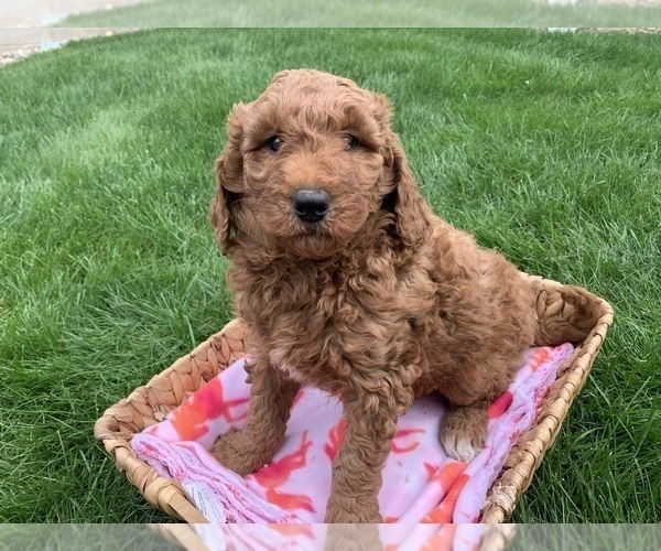 Medium Photo #2 Goldendoodle Puppy For Sale in SHIPSHEWANA, IN, USA