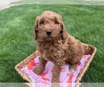 Small Photo #2 Goldendoodle Puppy For Sale in SHIPSHEWANA, IN, USA