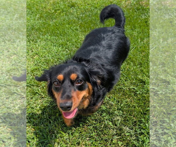 Medium Photo #4 Dachshund Puppy For Sale in Shelbyville, TN, USA
