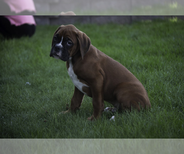 Medium Photo #5 Boxer Puppy For Sale in SHIPSHEWANA, IN, USA