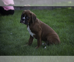 Small #4 Boxer