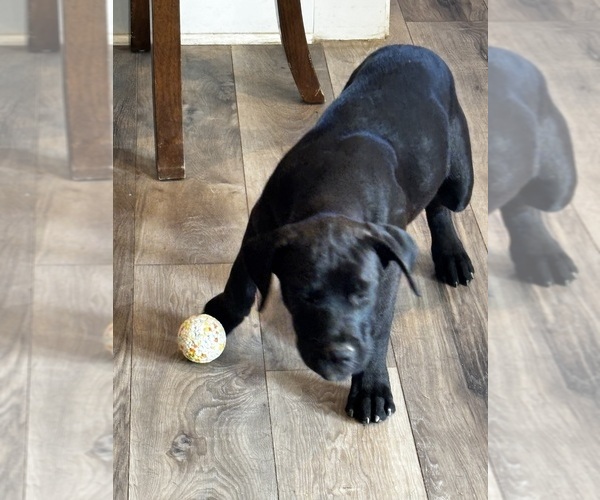 Medium Photo #53 Rotticorso Puppy For Sale in REEVESVILLE, SC, USA