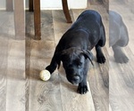 Small Photo #53 Rotticorso Puppy For Sale in REEVESVILLE, SC, USA