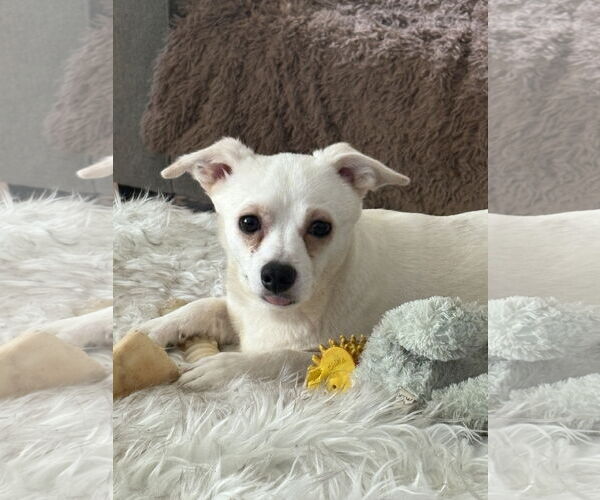 Medium Photo #4 Jack Chi Puppy For Sale in Holly Springs, NC, USA