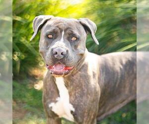 American Pit Bull Terrier Dogs for adoption in Camarillo, CA, USA