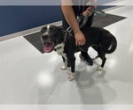 Small Labrador Retriever Mix