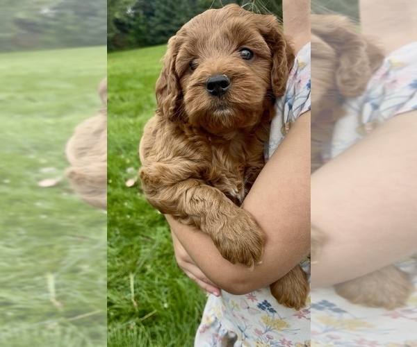 Medium Photo #13 Goldendoodle (Miniature) Puppy For Sale in RANDOLPH, WI, USA