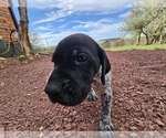 Small Photo #71 German Shorthaired Pointer Puppy For Sale in EVANSVILLE, WY, USA