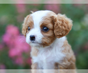 Cavalier King Charles Spaniel-Cavapoo Mix Puppy for Sale in LIBERTY, Kentucky USA