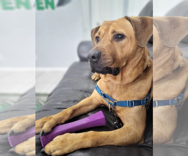 Medium Photo #27 Labrador Retriever-Unknown Mix Puppy For Sale in Pompano Beach , FL, USA