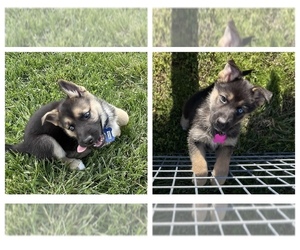 German Shepherd Dog-Siberian Husky Mix Puppy for sale in WEST PLAINS, MO, USA