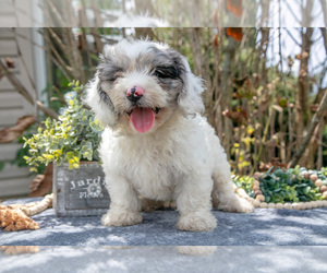 Cavapoo Litter for sale in SALEM, IN, USA