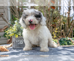 Image preview for Ad Listing. Nickname: Litter of 5