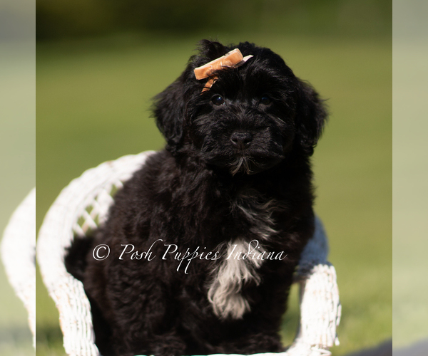 Medium Photo #6 Yorkipoo Puppy For Sale in WARSAW, IN, USA