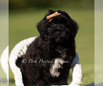 Small #5 Yorkipoo