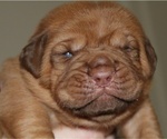 Small #7 Dogue de Bordeaux