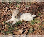 Small Photo #10 Goldendoodle Puppy For Sale in ATHENS, GA, USA