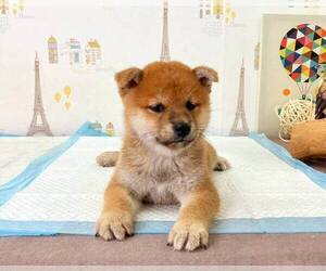 Shiba Inu Puppy for sale in SACRAMENTO, CA, USA