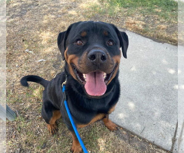 Medium Photo #4 Rottweiler Puppy For Sale in Salt Lake City, UT, USA