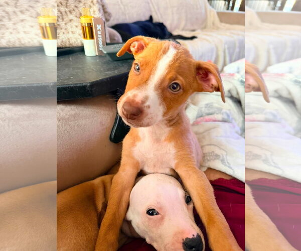 Medium Photo #2 Mutt Puppy For Sale in Stephens City, VA, USA