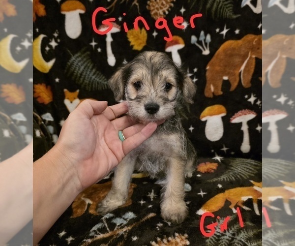 Medium Photo #2 Chizer Puppy For Sale in MONTEZUMA, GA, USA