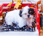 Small #18 Shih Tzu