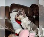 Small Photo #2 French Bulldog Puppy For Sale in BOSTON, KY, USA