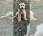 Small Photo #1 Goldendoodle (Miniature) Puppy For Sale in CEDAR SPRINGS, MI, USA