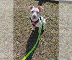 Small #27 American Staffordshire Terrier-Labrador Retriever Mix