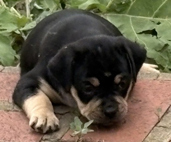Medium Photo #13 Carlin Pinscher Puppy For Sale in COBB, WI, USA
