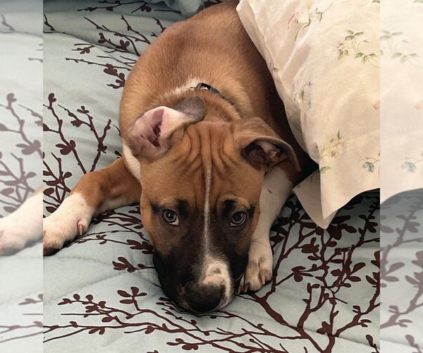 Medium Photo #8 Mutt Puppy For Sale in OKLAHOMA CITY, OK, USA