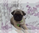 Puppy 2 Pug